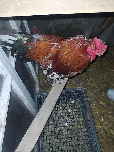 куры феникс: Продаю | Петух | Домашняя | Для разведения — 1