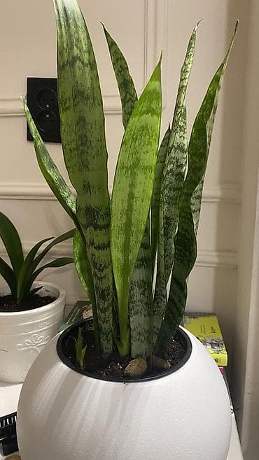 цветок сансевьера: Домашнее/ офисное растение Сансевиерия (Sansevieria, «щучий хвост») в — 2