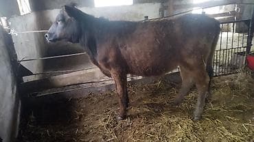 продажа попугаев: Продаю | Бык (самец) | На откорм — 1