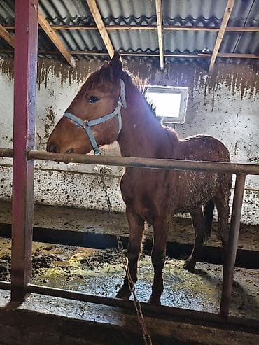 Продаю | Конь (самец) | Для разведения | Мерин at lalafo.kg Продаю | Конь (самец) | Для разведения | Мерин