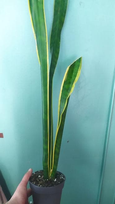 цветы для кафе: Продаю цветы — 4