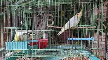 попугай: Кореллы (нимфы) в клетке - Пара ручных корелл с хохолком и яркими — 4