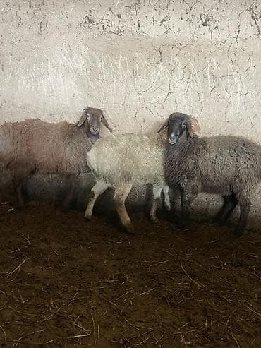 митиз койлор: Сатам | Кочкор (эркек) | Көбөйтүү үчүн — 4