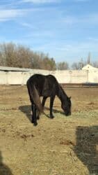 Собаки: Продаю | Конь (самец) — 2