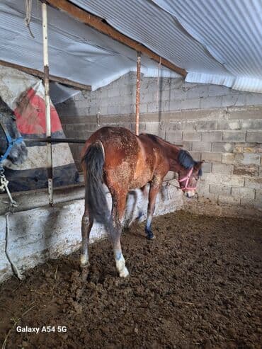 кролик декоративный: Продаю | Жеребец | Рабочий | Племенные — 6