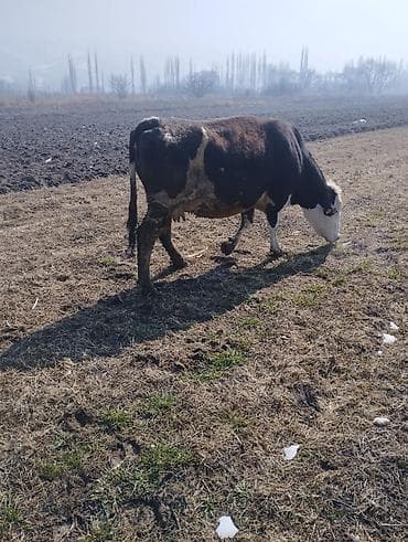 Жылкылар, аттар: Сатам | Уй (ургаачы) | Сүт алуу үчүн — 1