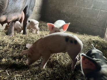 домашнее животное: 🐖 поросята, почти месяц хорошие упитанные — 4
