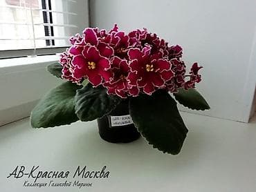 🌱🌺🌱 Продаю сортовые ДЕТКИ стандартных, трейлерныхмини и полумини