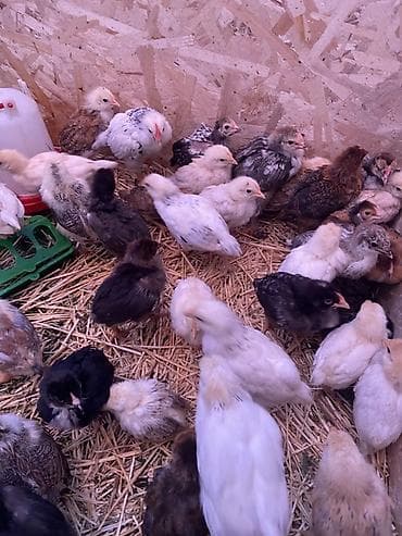 яйцо несушки: Продаю | Цыплята | Для разведения — 4