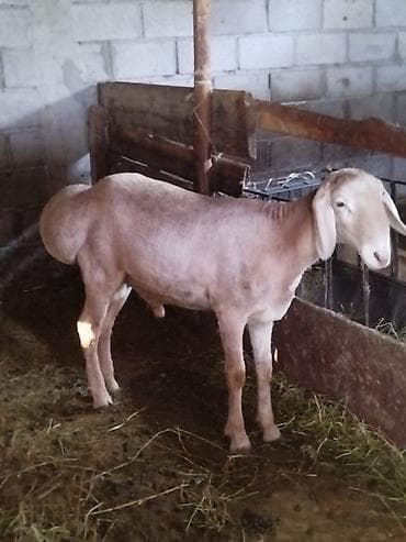 Продаю | Овца (самка) | Эдильбаевская | Для разведения | Матка