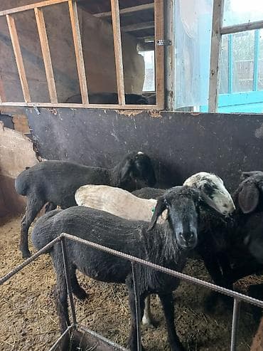 парода уйлар: Продаю | Ягненок, Баран (самец) | На забой | Кастрированные — 5