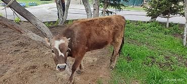 бараны цена бишкек: Продаю | Тёлка | На откорм, Для разведения, Для молока — 1