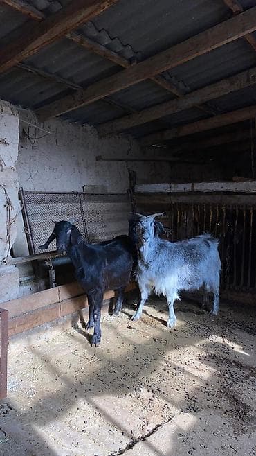 гуси индюки: Продаю | Коза (самка) | Полукровка | Для разведения — 2
