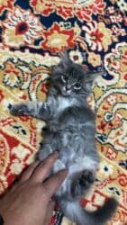 кошка токмок: Отдам в хорошие руки два мальчика и девочка, к лотку приучены кушают — 2