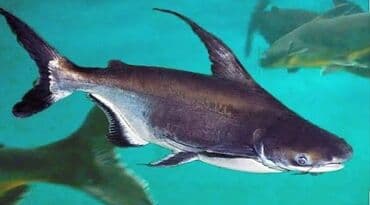 где купить аквариум с рыбками: Продаю акул ! Акция ! 1000 сом! Размер 10 см — 1