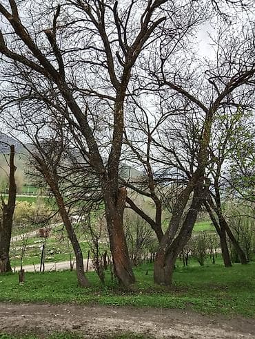 диван старый: Дрова — 3