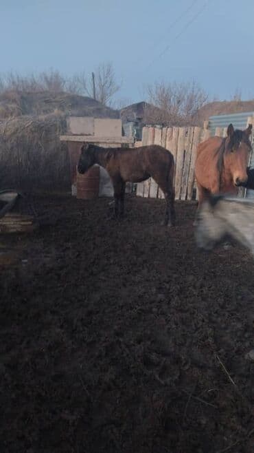 Грызуны: Продаю | Жеребец | Для разведения — 1