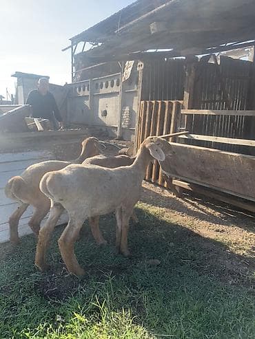 баран купить бишкек: Продаю | Ягненок | На забой | Племенные — 6