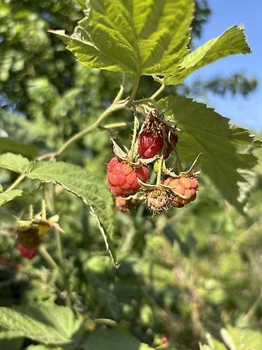 nutrien купить: Вишня, малина и урюк. Свежие 100%, рвем на заказ. Домашние — 5