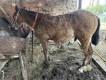 мал доктор: Ушул эркек тай сатылат 10 айлык 
Баасы 70мин содалашу жолу бар — 3