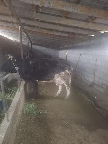продаю кукурузы: Продаю | Корова (самка) | Для молока | После отела — 6