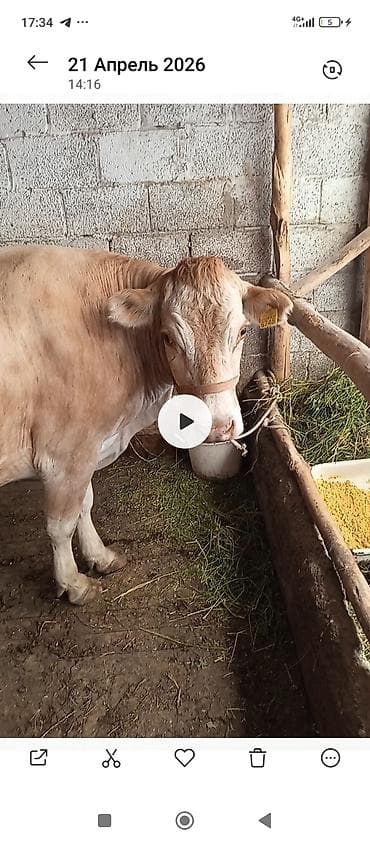 хайлайн соня: Продаю | Корова (самка) | Для разведения | Привязанные — 6