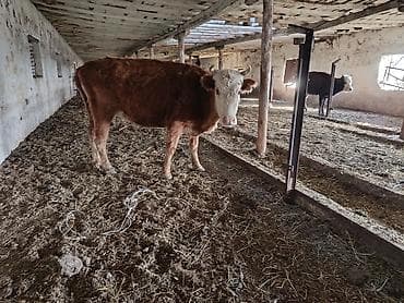 породистый баран: Продаю | Бык (самец) | Полукровка | На откорм | Привязанные — 4