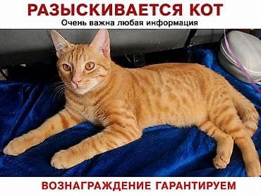 коты в оше: Разыскивается кот! г. Манас, пр. Манаса, мкр. Спутник. Описание: - — 1