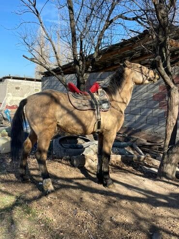борщ кой: Продаю | Конь (самец) | Рабочий — 5