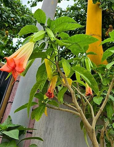 Комнатные растения: 🌺 Продаётся роскошная бругмансия! Цветок необыкновенной красоты с — 2