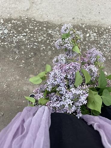 корзины для цветов: Букет сирени, нежно‑лиловые соцветия - Состав: свежесрезанные ветки — 3