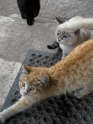 товары для кошек: Котята и молодые кошки, разные окрасы: - черный гладкошёрстный - рыжий — 2