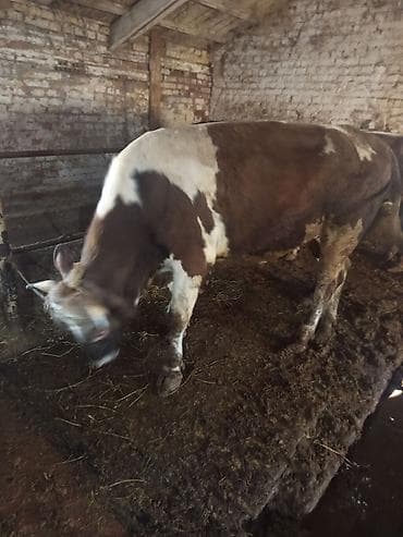 бык парода бельгиский: Продаю | Бык (самец) | На откорм — 2