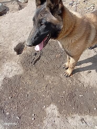 купить русский той терьер: Бельгийская овчарка, 4 месяца, Самка — 3