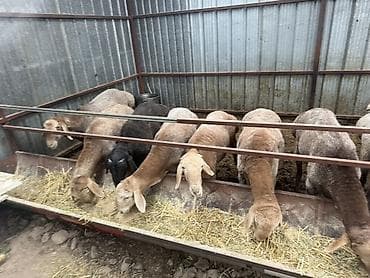 дробилка корма: Продаю | Баран (самец) | На забой | Племенные — 3