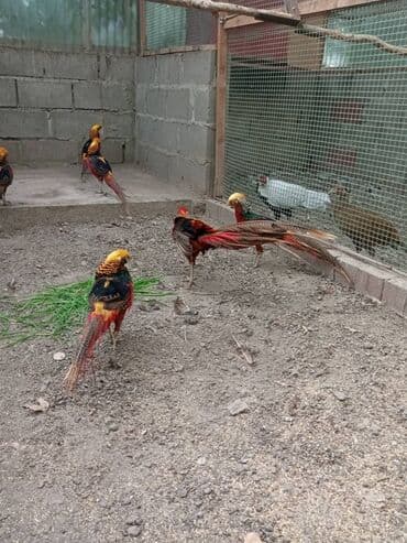 Ковролин: Продам золотых и лимонных фазанов этого года парами и по отдельности — 1