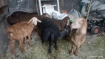 козу срочно: Продаю | Ягненок | На забой — 2