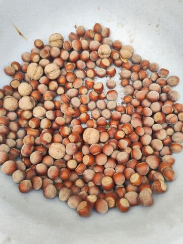 орех лес: Саженцы фундука однолетки 500сом — 4