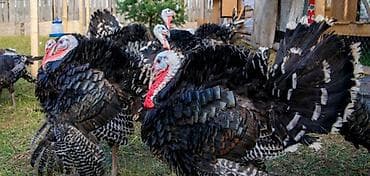 броллер цыплята: Продаю | Индюшата | Бройлерная | На забой | Племенные — 4