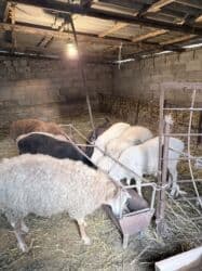 продажа щенков немецкой овчарки с документами в бишкеке: Продаю | Овца (самка) | Для разведения, Для шерсти, На забой | Матка, Ярка, Кастрированные — 3