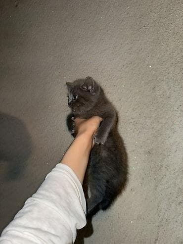 Животные: Ищем любящих родителей для Британских котят🥹❤️ Им 1,5 месяца уже — 4