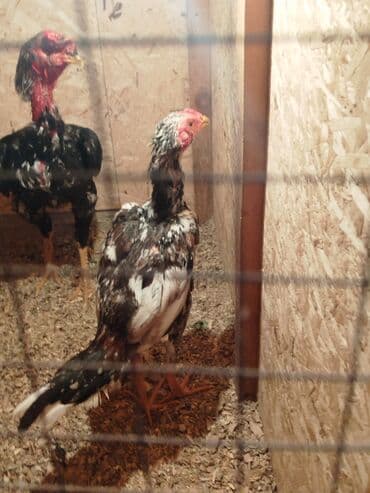 цены на курицу в бишкеке: Дакан жожо короз сатылат активный алмашу жолдору бар адрес Бишкек Заря — 2