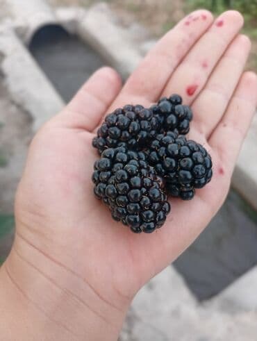 вилы садовые: Саженцы Ежевика безшипная — саженцы с открытой корневой системой сорт — 9