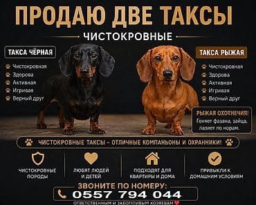 собаки токмок: Чистокровные таксы — две собаки: чёрная и рыжая. Характеристики: - — 1