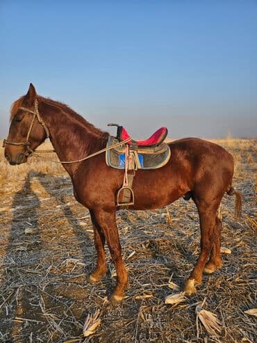 купить собаку шпица недорого: Продаю | Конь (самец) | Рабочий — 2
