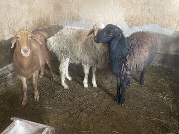 для овец: Продаю | Овца (самка), Баран (самец) | Полукровка, Эдильбаевская | На забой, Для разведения | Осеменитель, Матка — 8