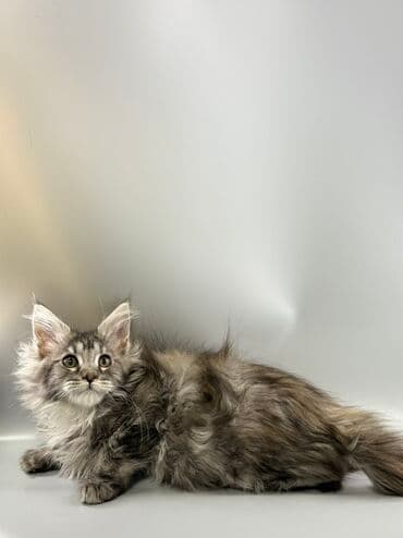 шотландские шиншилла котята купить: Порода: мейн-кун (котёнок) Окрас: серебристо-дымчатый с белым — 4