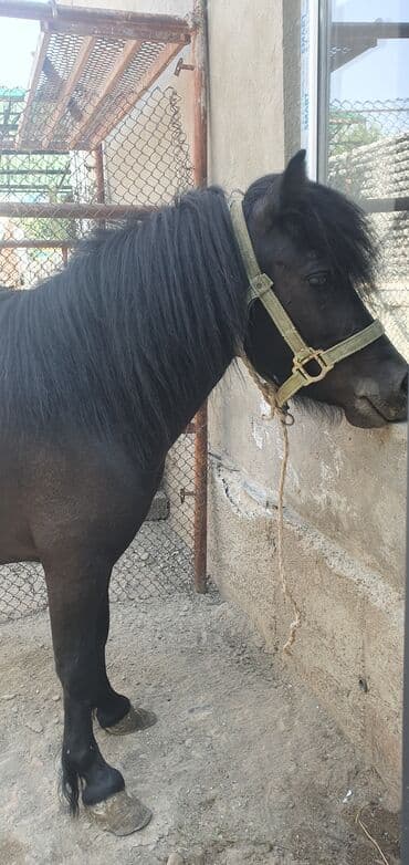 зоомагазин бишкек с животными: Продаю | Кобыла (самка) | Для разведения — 2