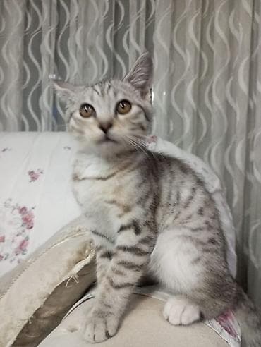 кона: 3 месяца, Мальчик, Приучена к лотку — 3
