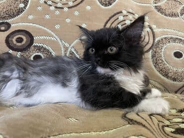 кошки милые: Беспородная, 3 месяца, Девочка, Биколор, Приучена к лотку — 2